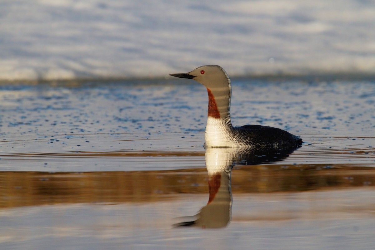 Red-throated Loon - ML87917411