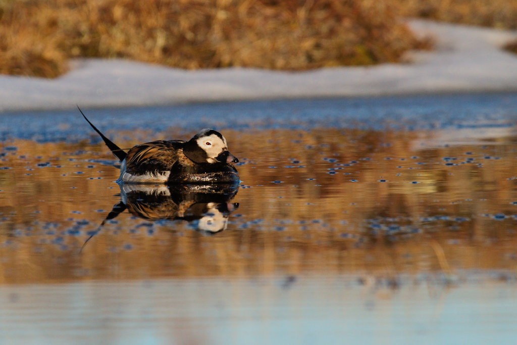 Long-tailed Duck - ML87917551