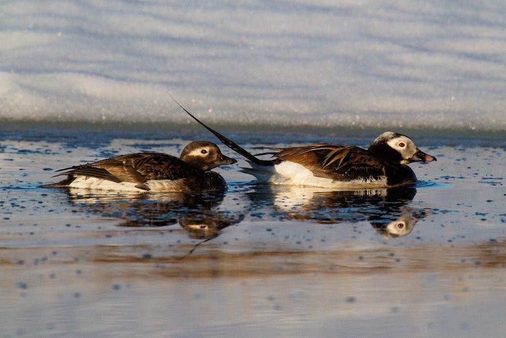 Long-tailed Duck - ML87917581