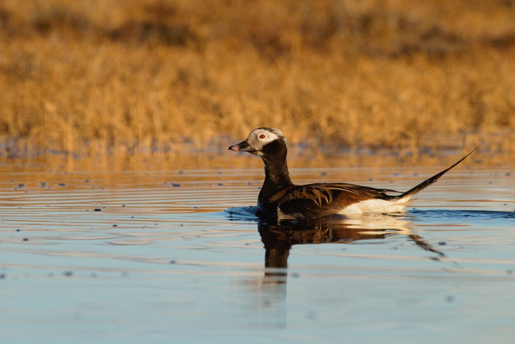 Long-tailed Duck - ML87917681