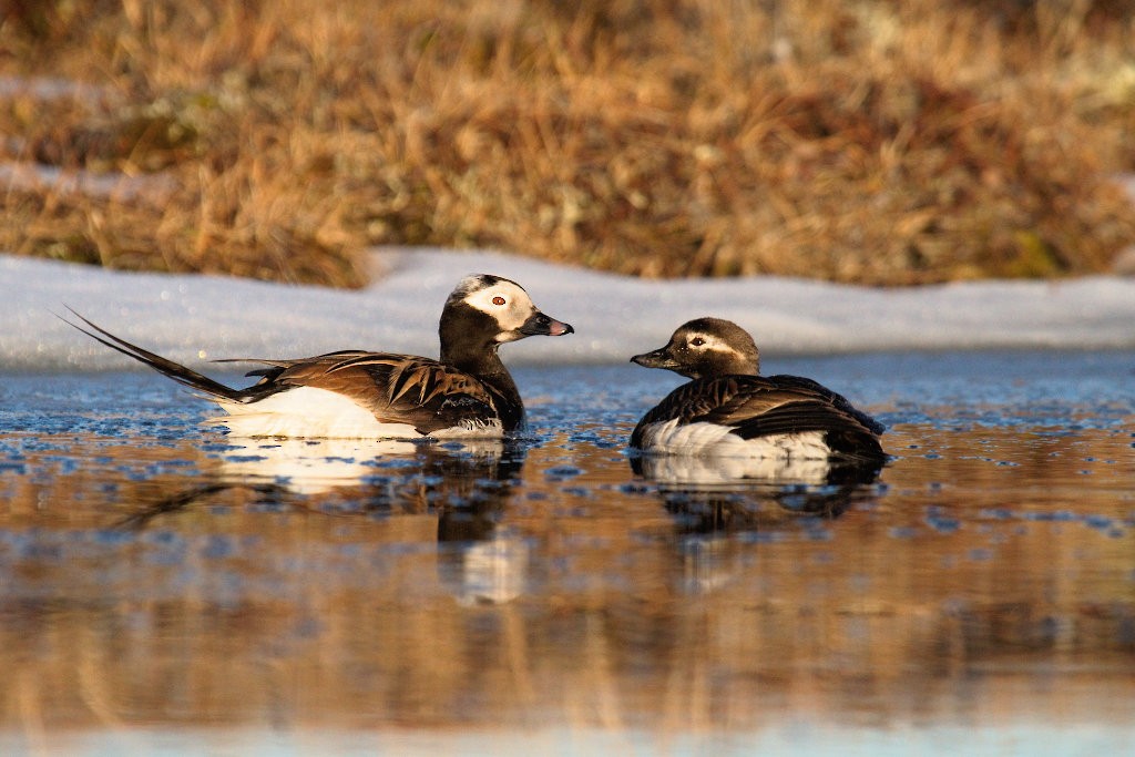 Long-tailed Duck - ML87917711