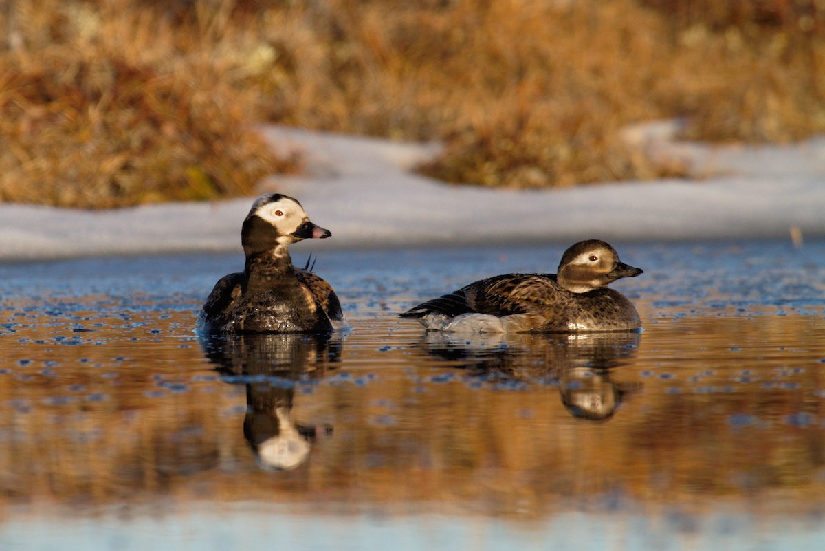 Long-tailed Duck - ML87917721