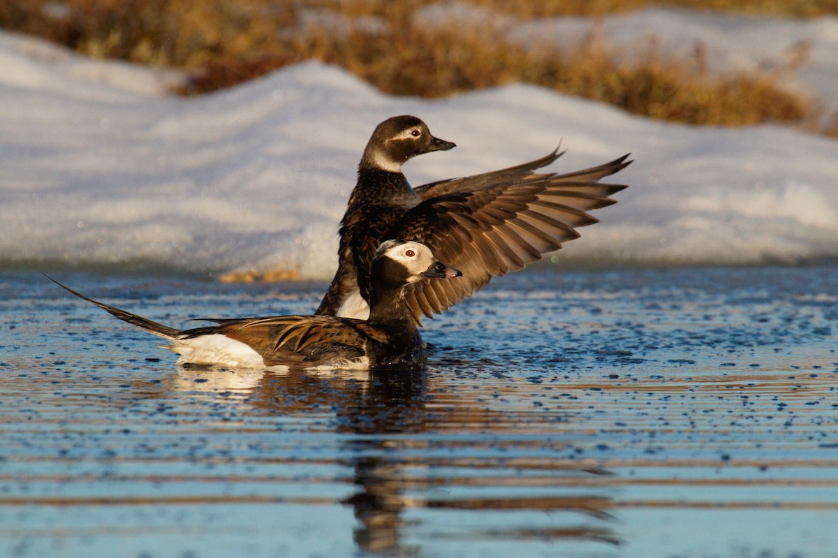 Long-tailed Duck - ML87917731