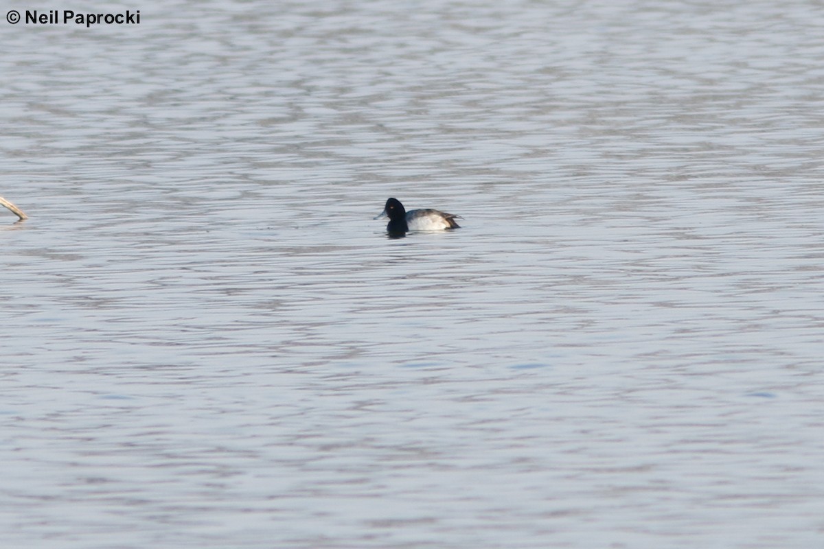 Greater Scaup - ML87918651