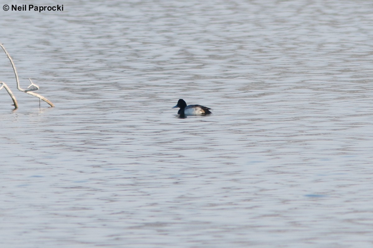 Greater Scaup - ML87918661