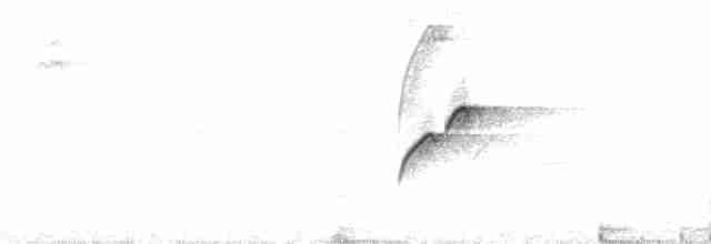 Batı Amerika Sinekkapanı (occidentalis/hellmayri) - ML87920
