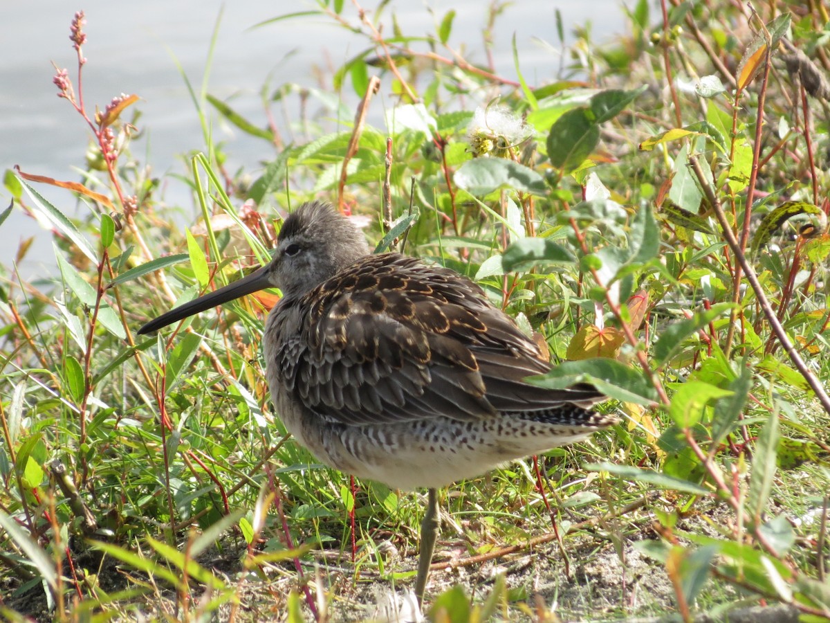Long-billed Dowitcher - Rodolphe Dubois