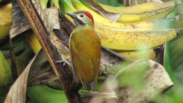 Golden-olive Woodpecker - Daniel Valencia