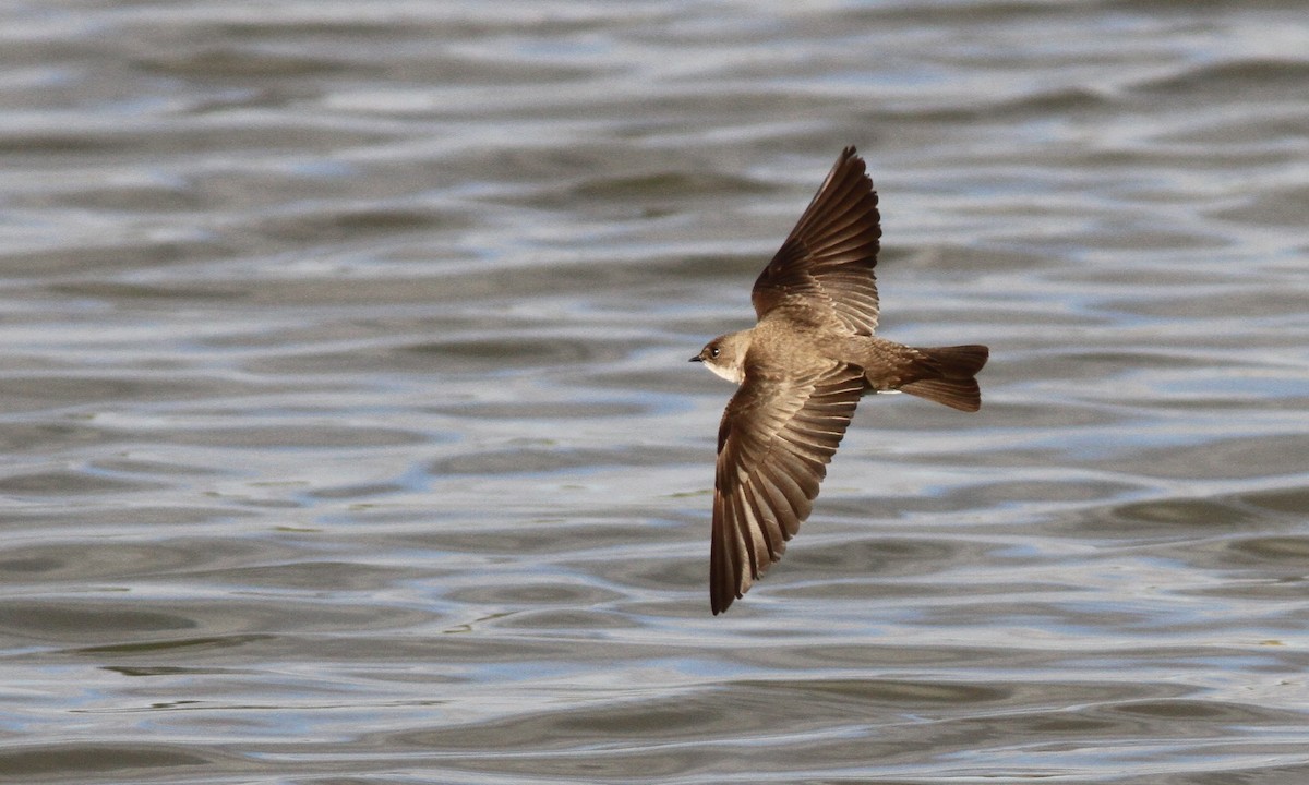 Northern Rough-winged Swallow - ML87923321