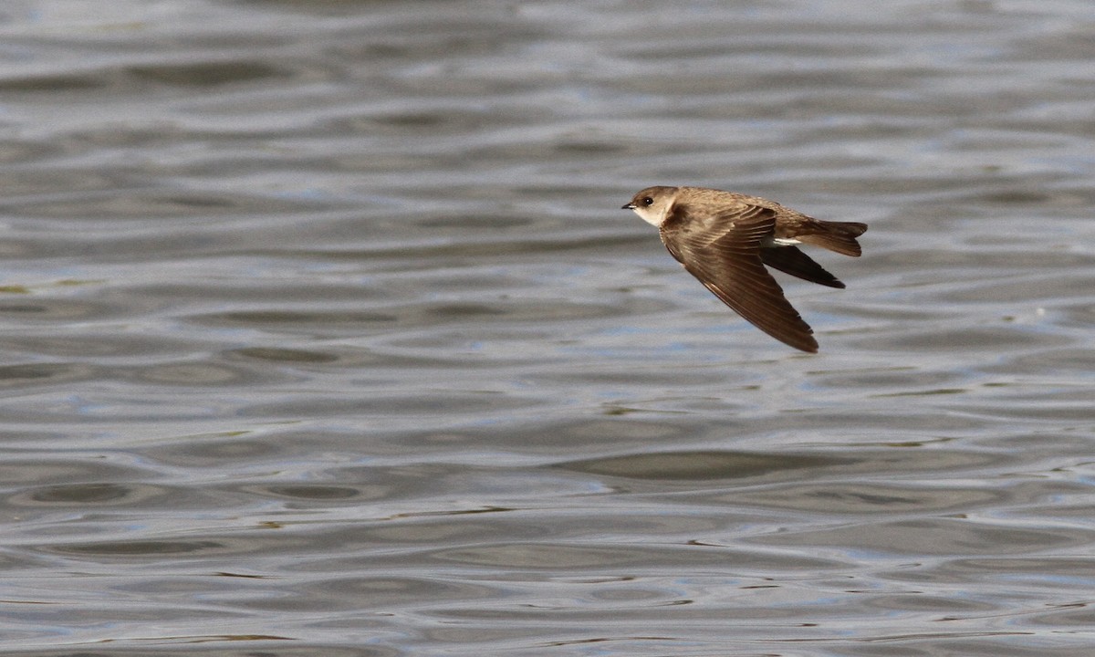 Northern Rough-winged Swallow - ML87923331