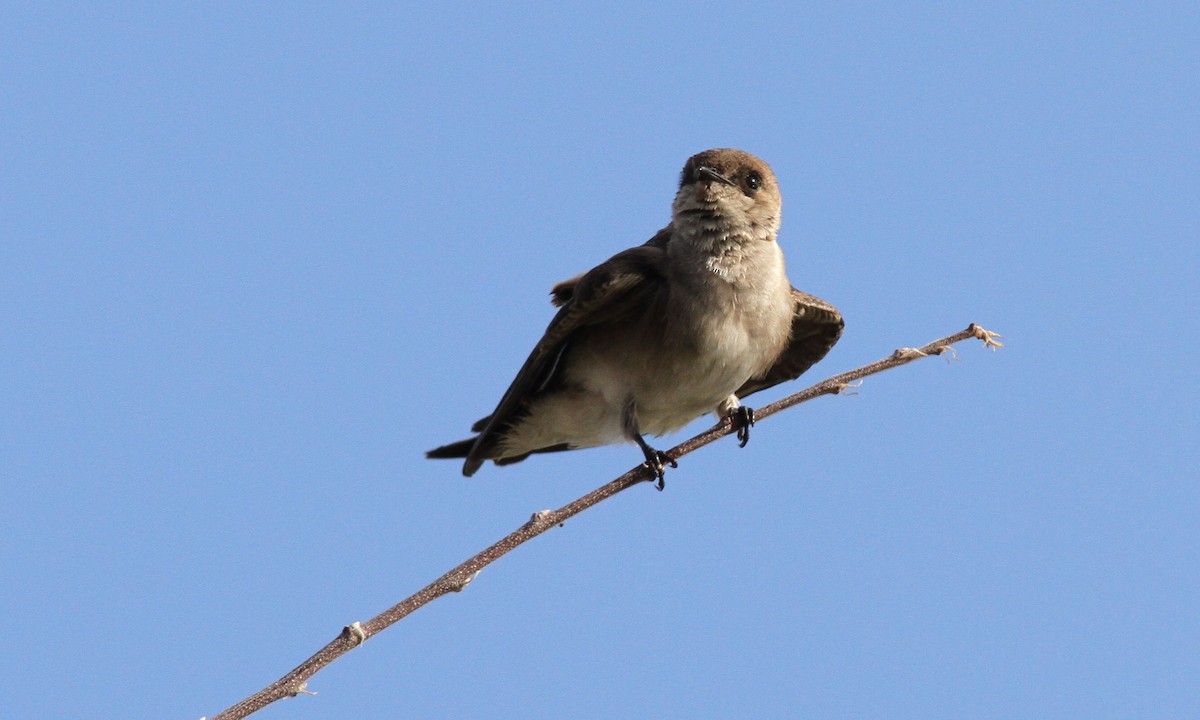 Northern Rough-winged Swallow - ML87923541