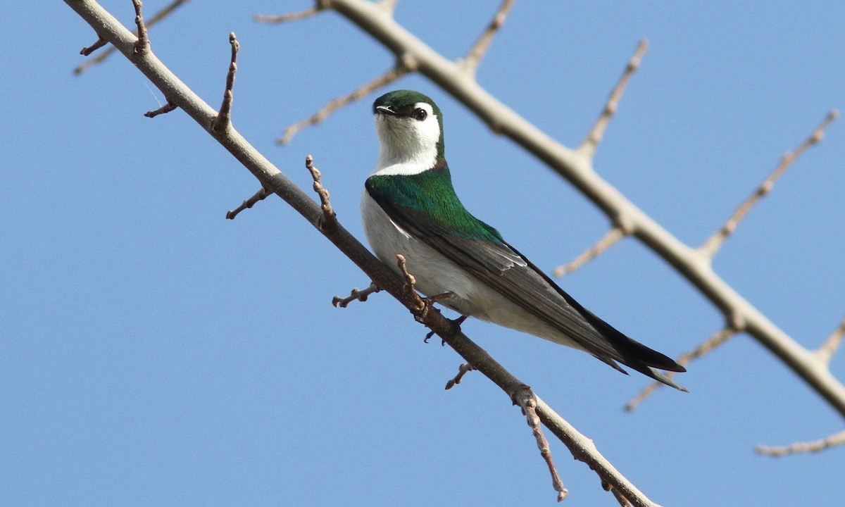 Violet-green Swallow - ML87923581