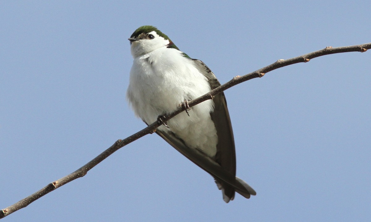 Violet-green Swallow - ML87923751