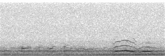 Cygne siffleur - ML87924851