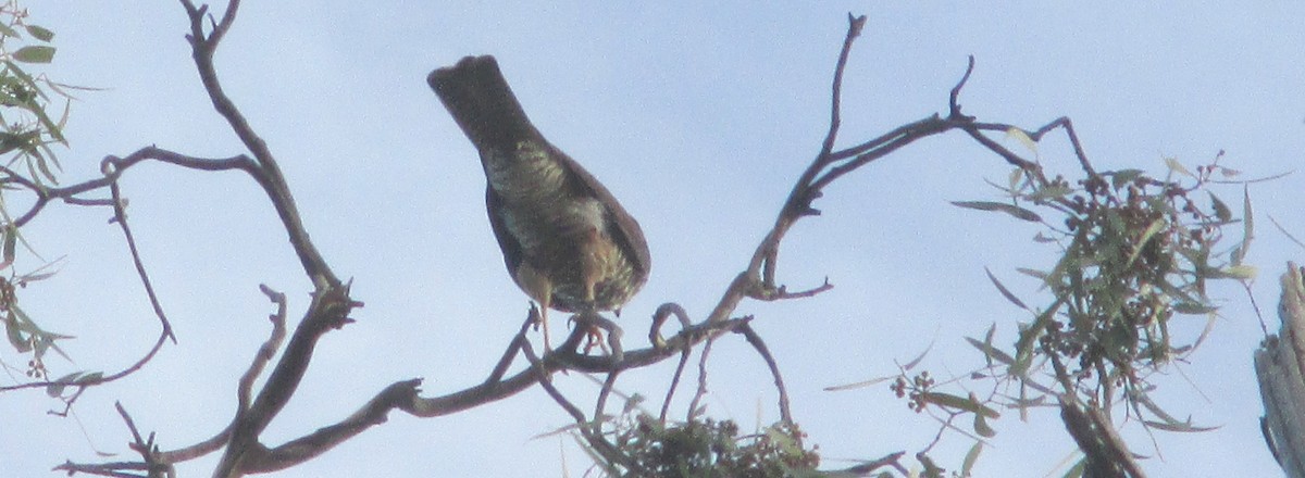 Collared Sparrowhawk - Paul R Clyne
