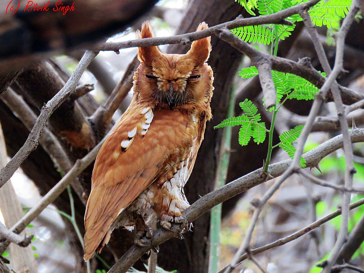 Oriental Scops-Owl (Oriental) - ML87927011