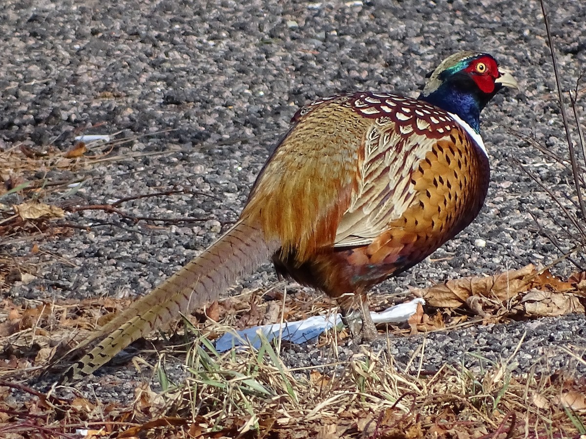 Ring-necked Pheasant - ML87932951