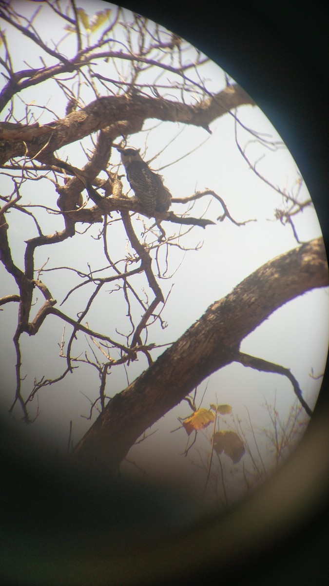 Spot-bellied Eagle-Owl - Pramod  Venkatesh murthy