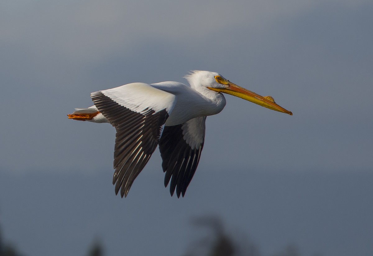 American White Pelican - Jerry Ting