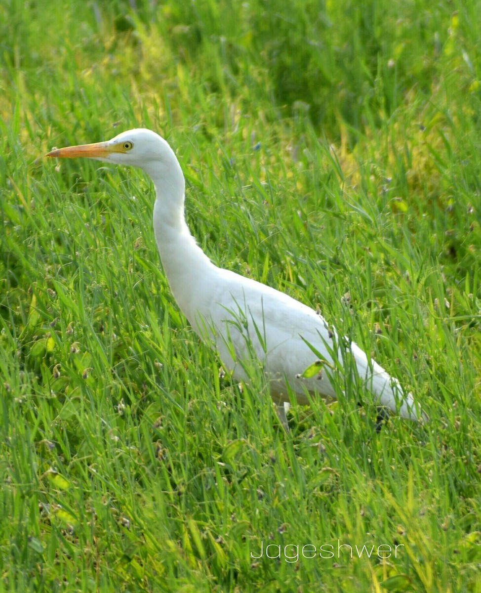 Medium Egret - Jageshwer verma