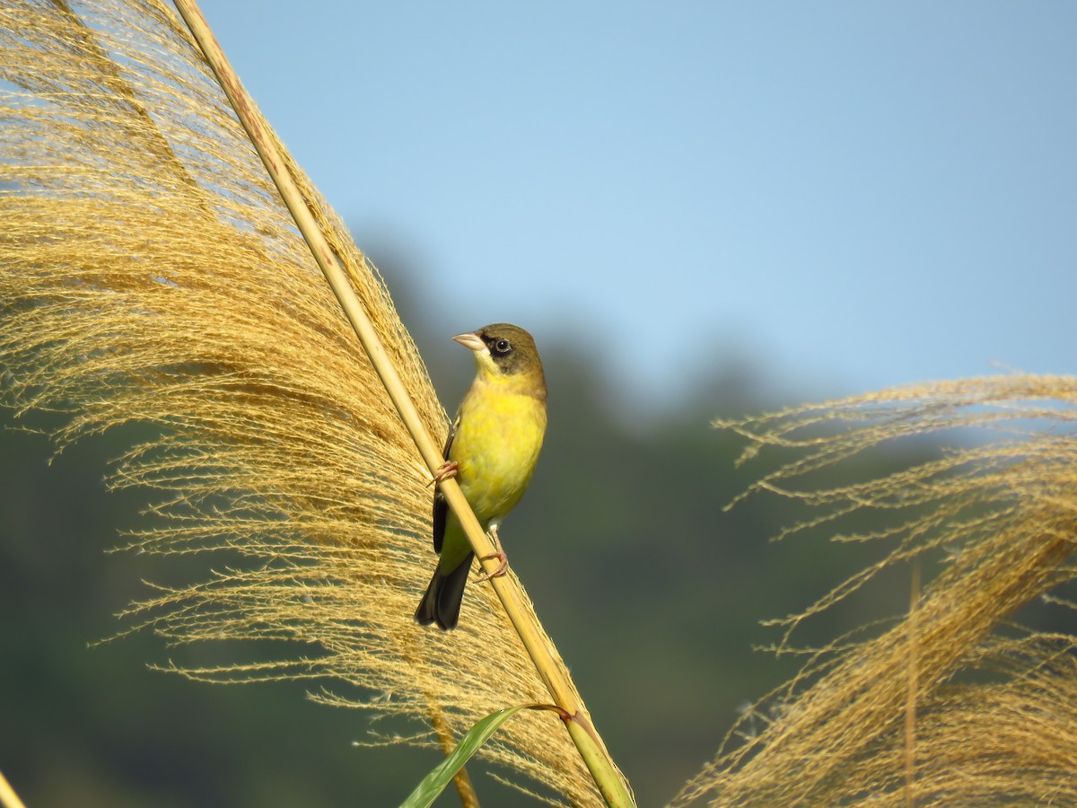 Black-headed Bunting - Po-Wei Chi