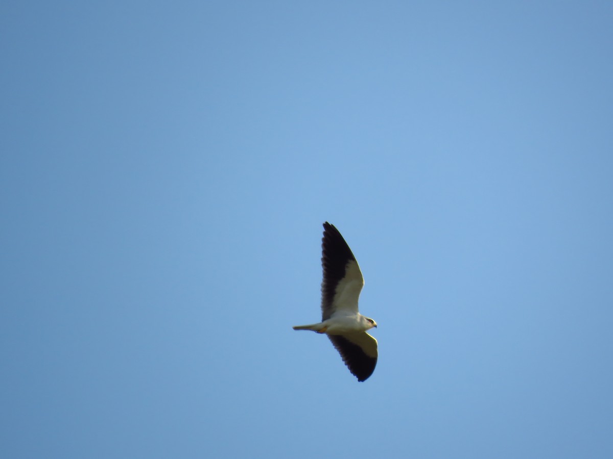 Black-winged Kite - ML87937311