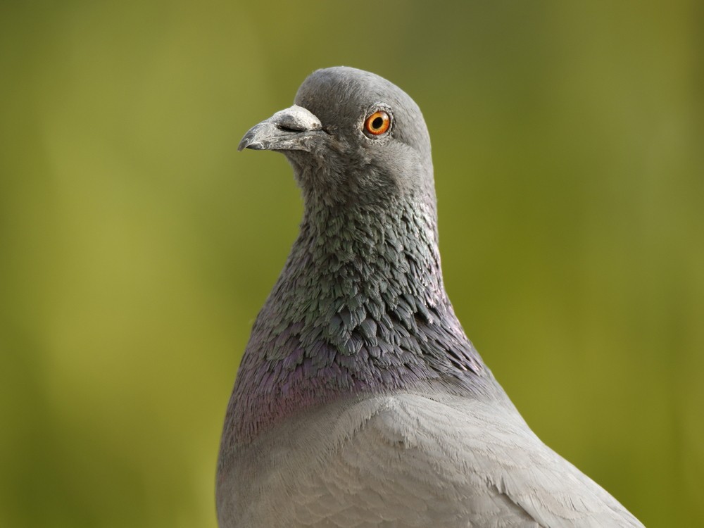 Rock Pigeon (Feral Pigeon) - ML87939951