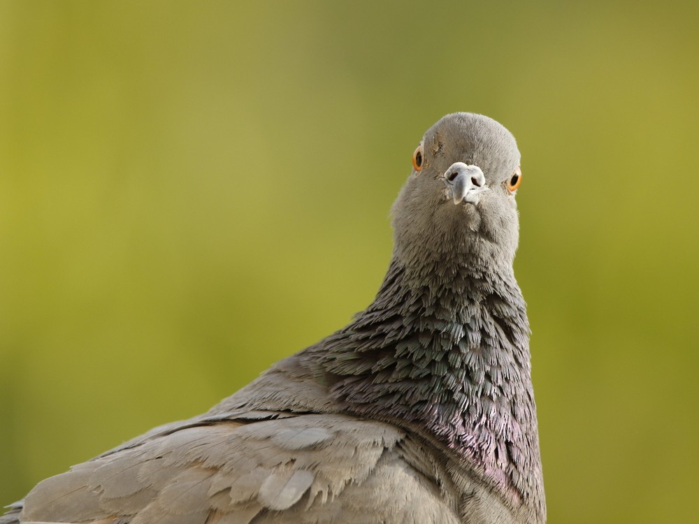 Rock Pigeon (Feral Pigeon) - ML87939961