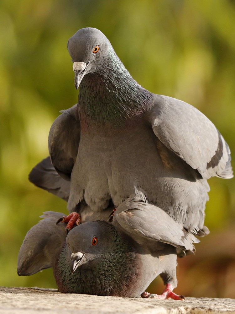 Rock Pigeon (Feral Pigeon) - Subhadra Devi