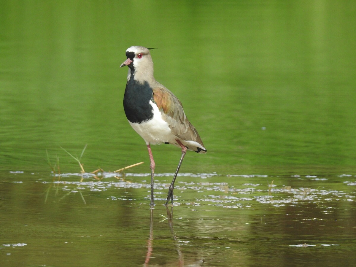 Southern Lapwing - Spencer Follett