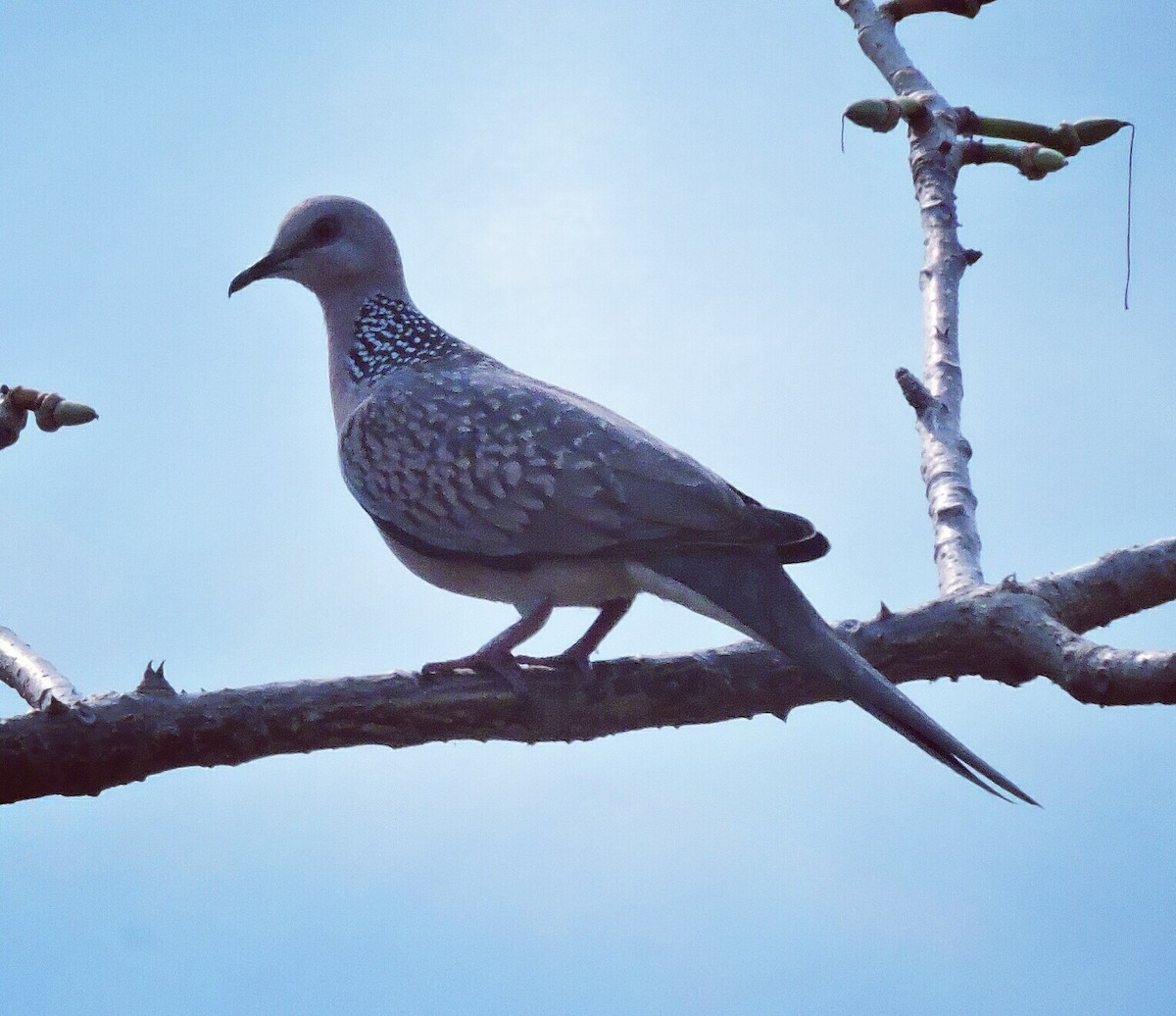 Spotted Dove - ML87947411