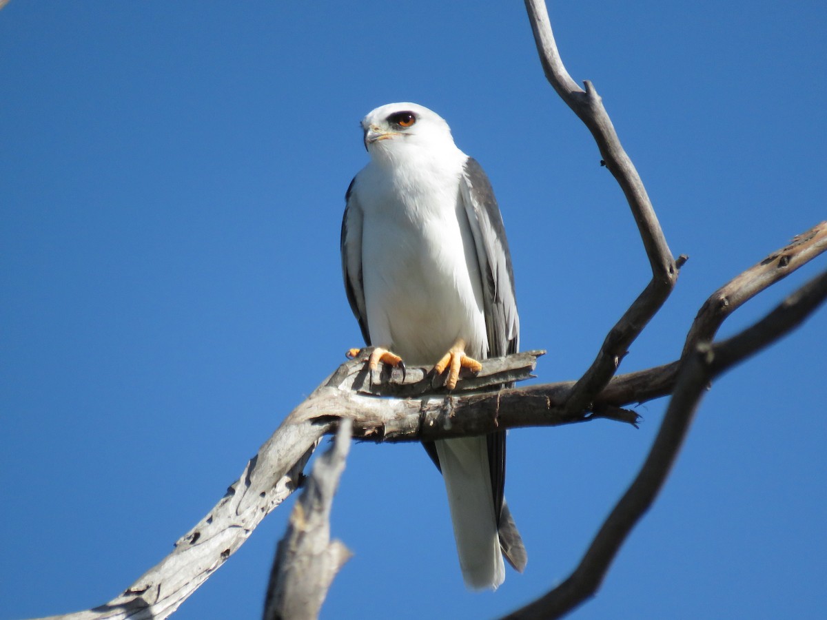 White-tailed Kite - Seth Inman