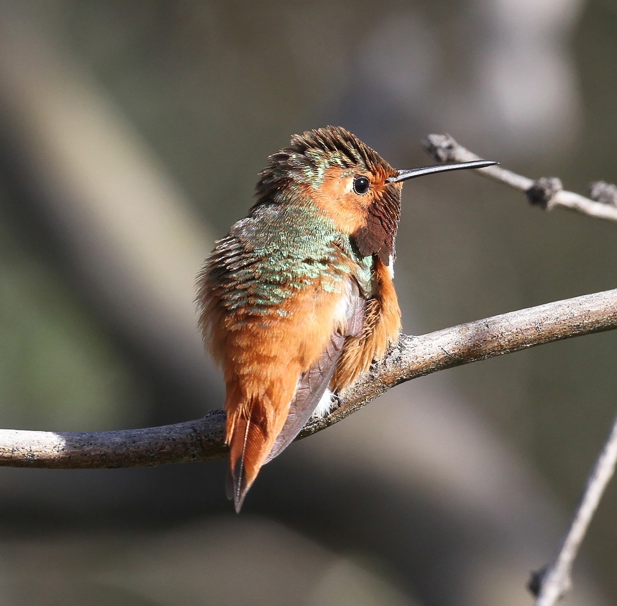Allen's Hummingbird - Craig Thayer