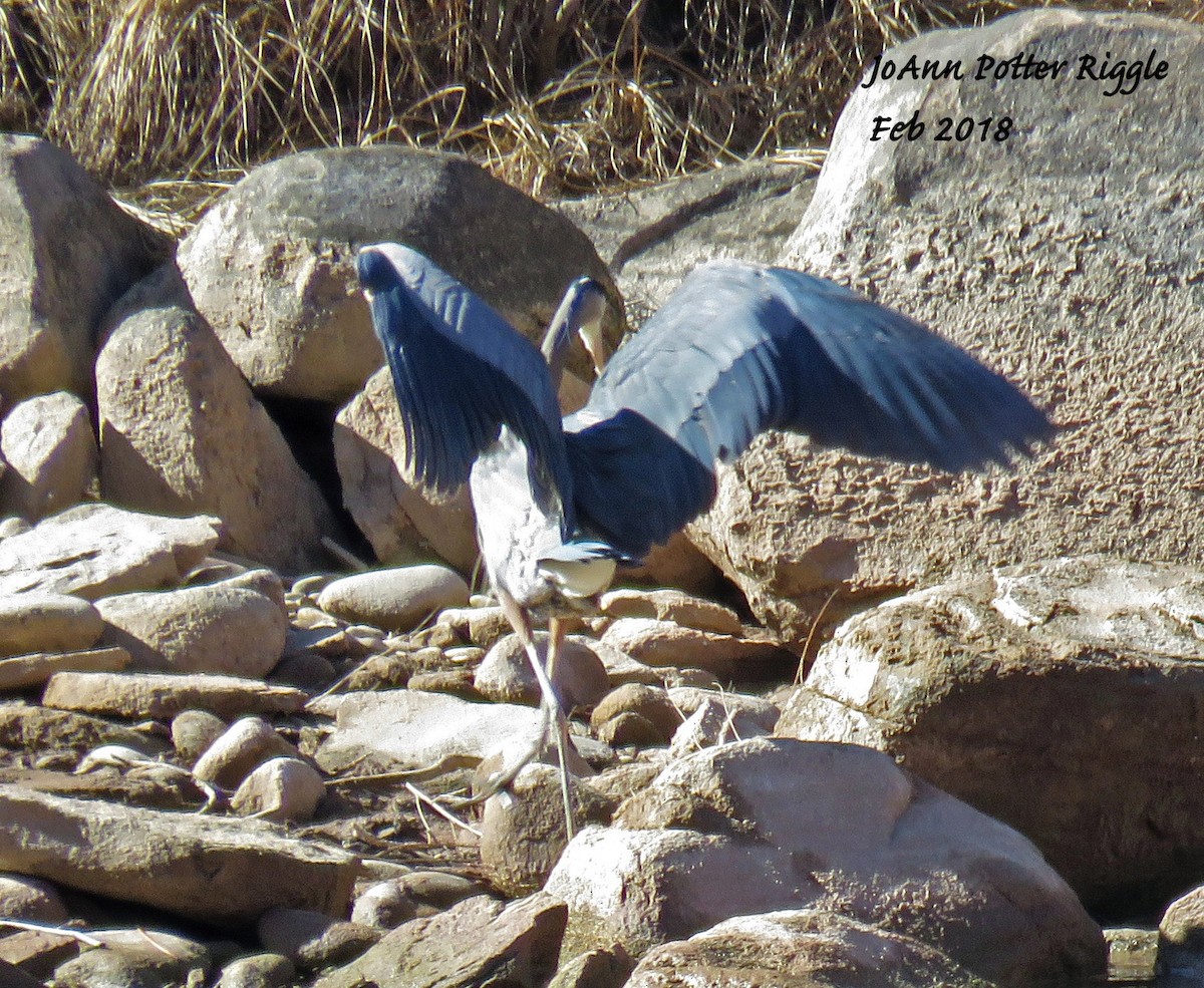 Great Blue Heron - JoAnn Potter Riggle 🦤