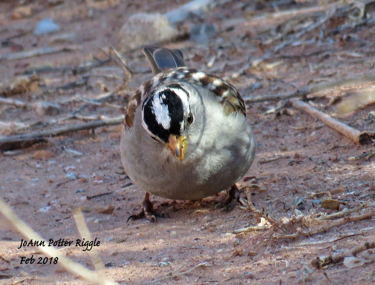 White-crowned Sparrow - ML87951081