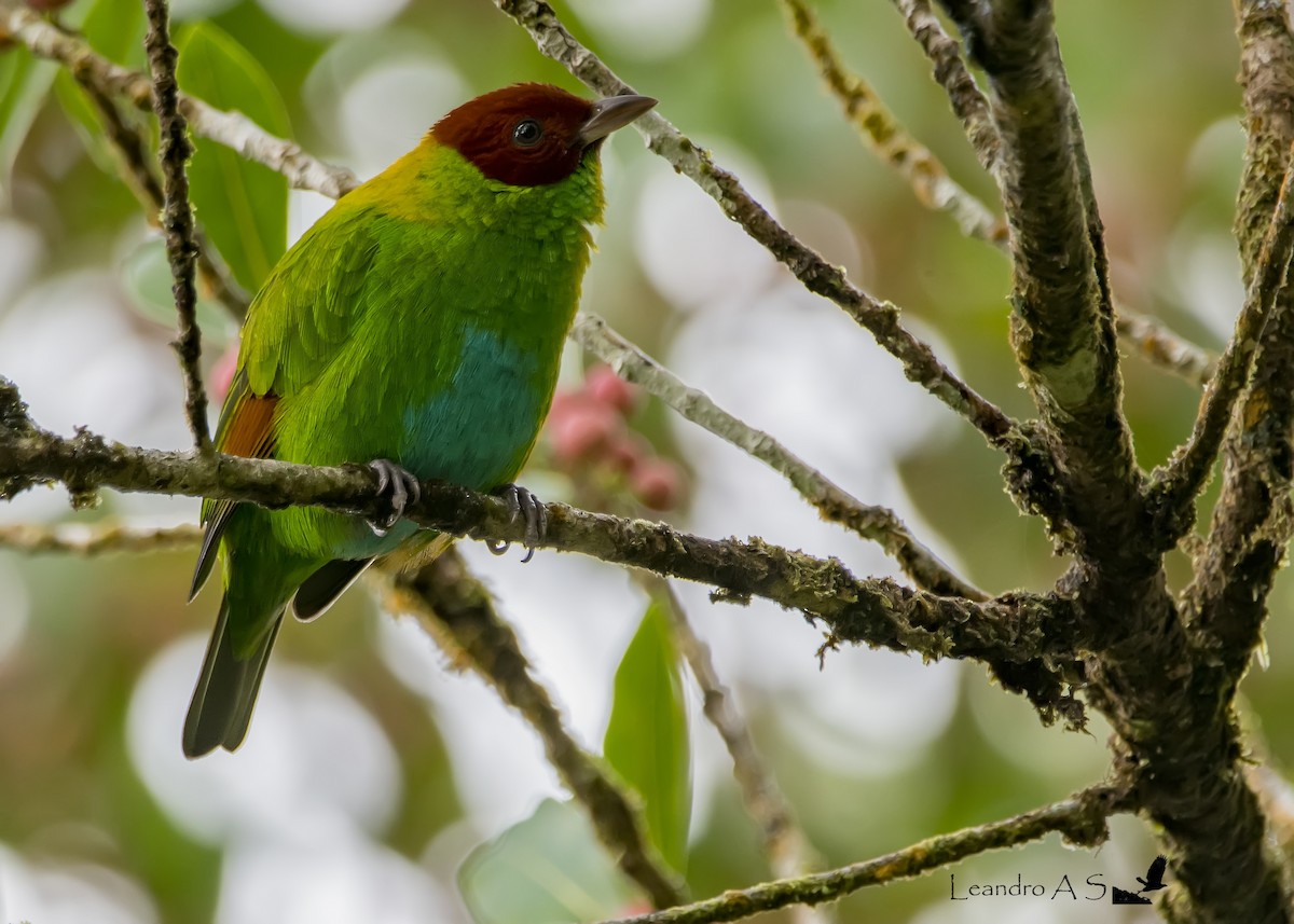 Rufous-winged Tanager - ML87951601