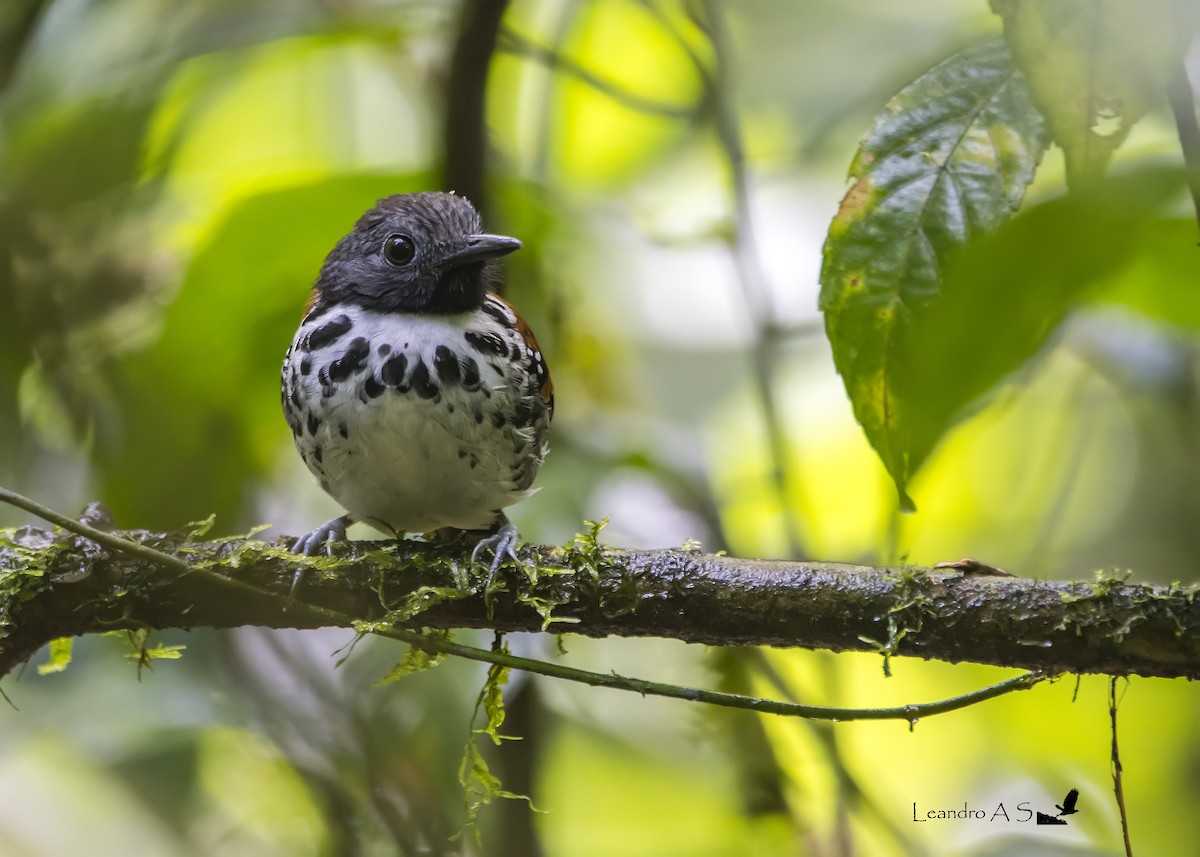 Spotted Antbird - Leandro Arias