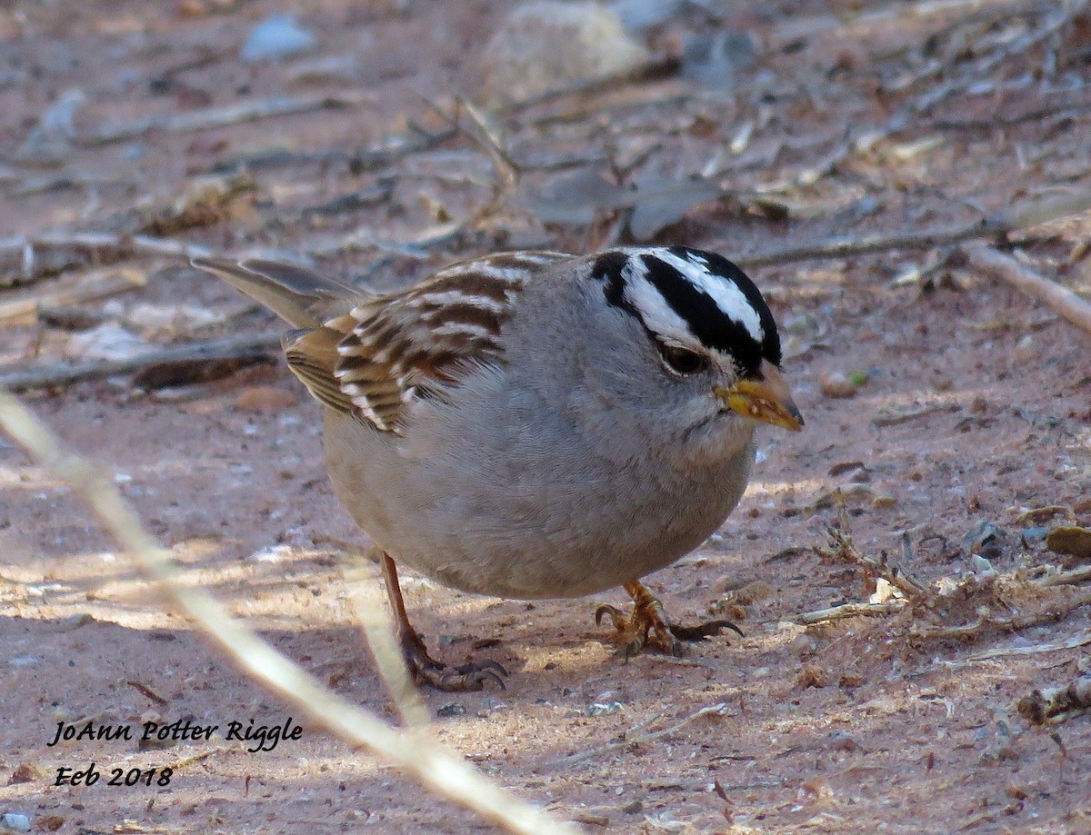 White-crowned Sparrow - ML87952381