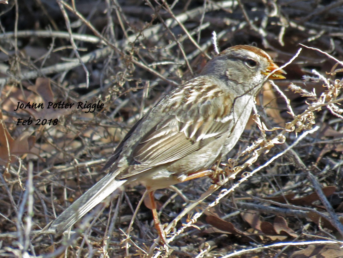White-crowned Sparrow - ML87952451