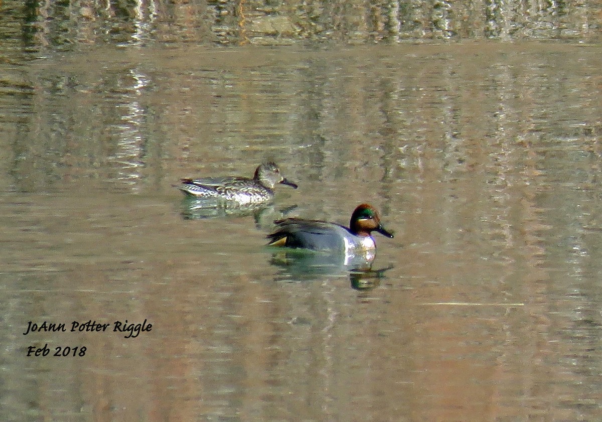 Green-winged Teal - ML87952921