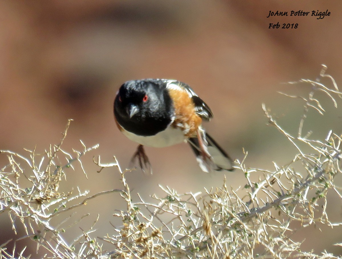 Spotted Towhee - ML87953031