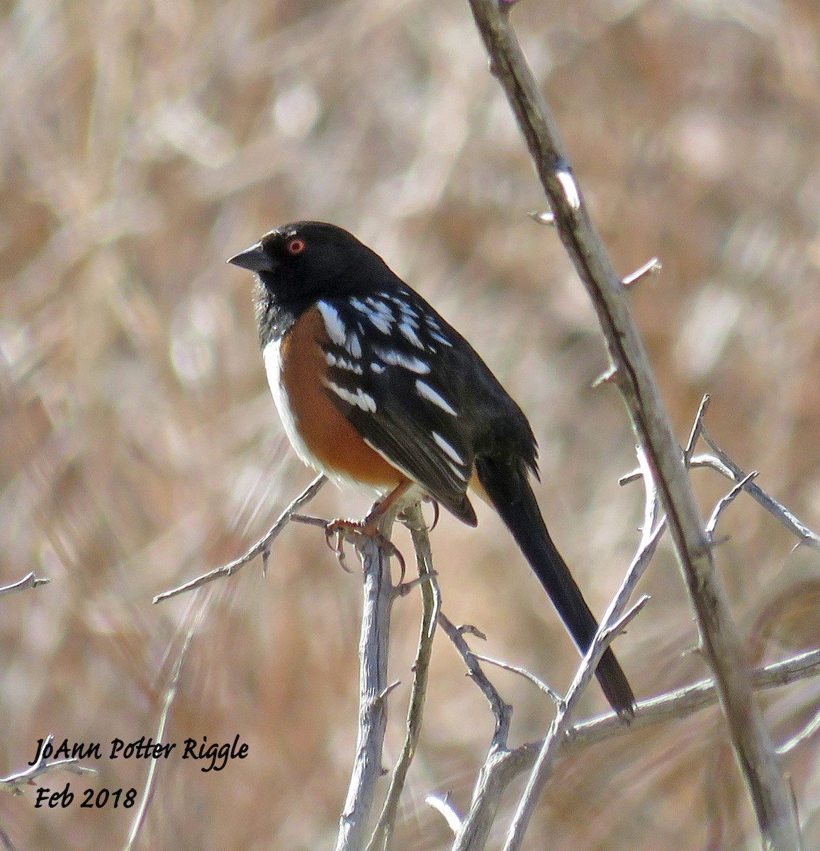 Spotted Towhee - ML87953071