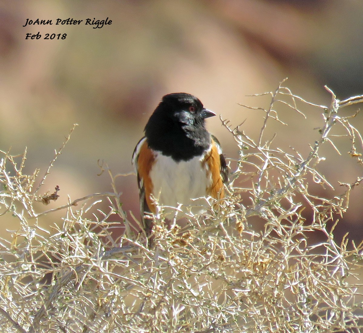 Spotted Towhee - ML87953131