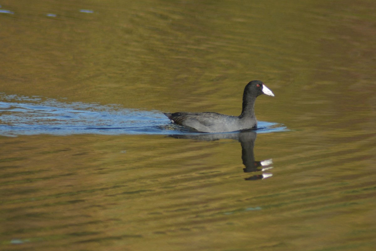 American Coot (Red-shielded) - ML87955851