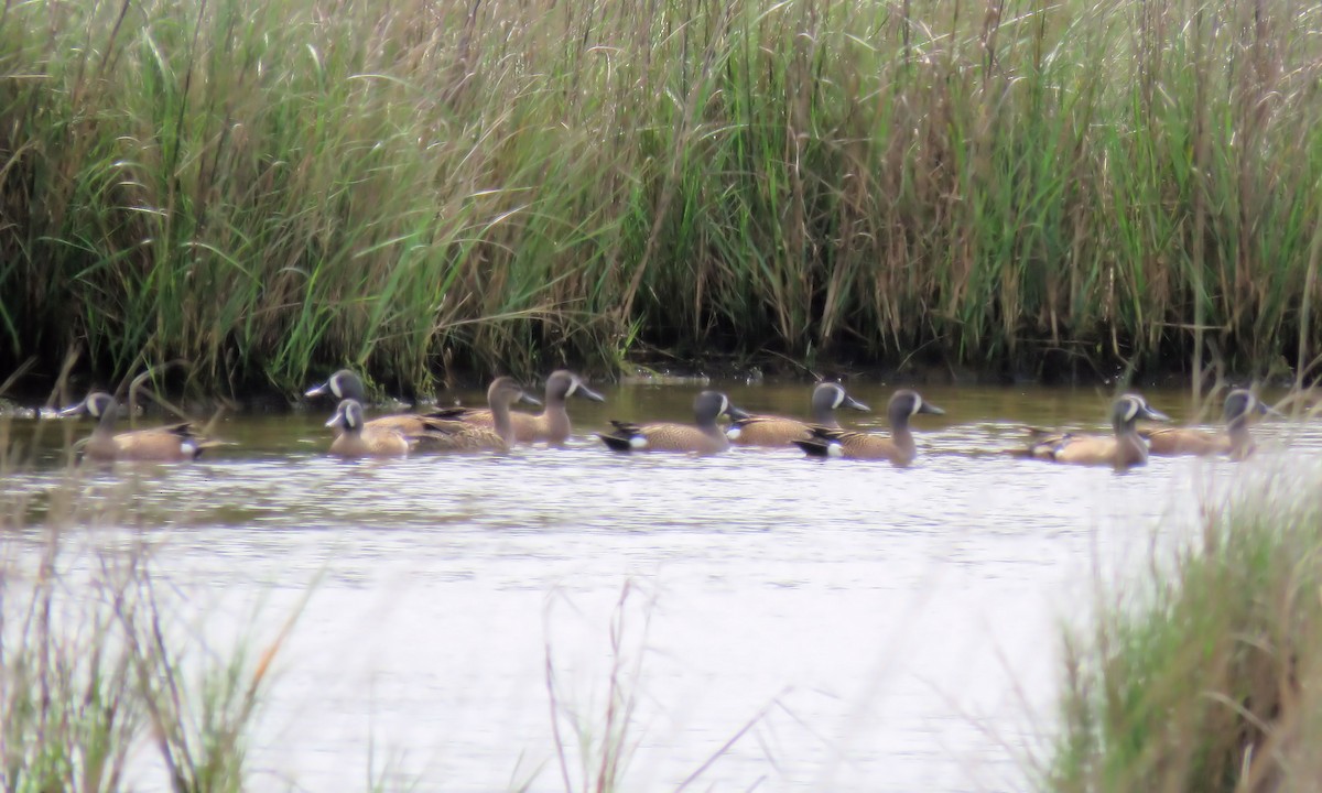 Blue-winged Teal - ML87957321