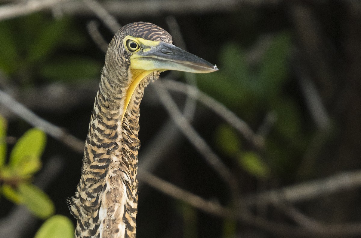 Bare-throated Tiger-Heron - Ian Routley