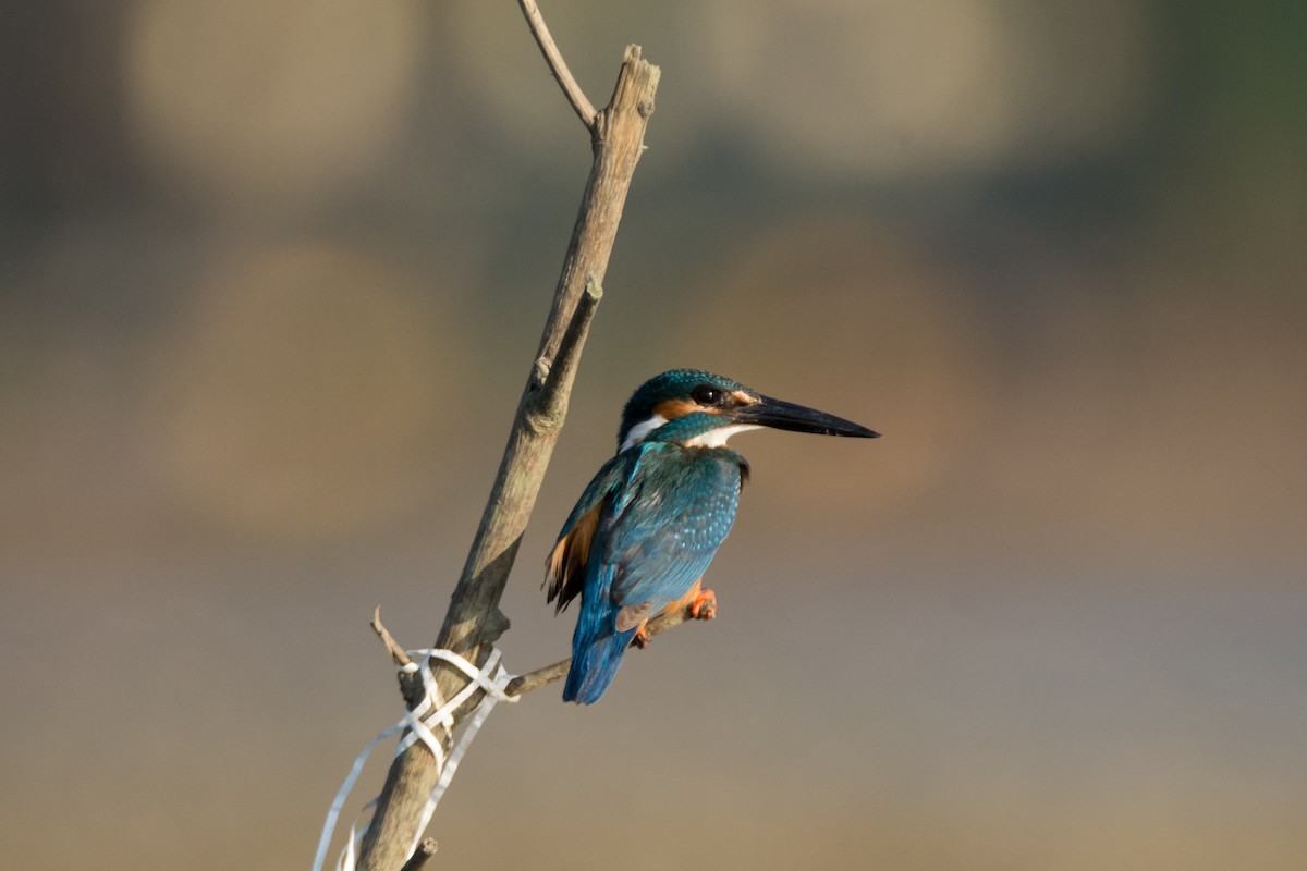 Common Kingfisher - Shaurya Rahul Narlanka