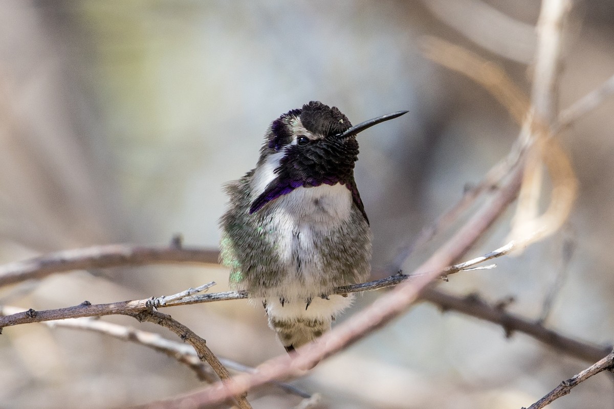 Costa's Hummingbird - Michael Warner