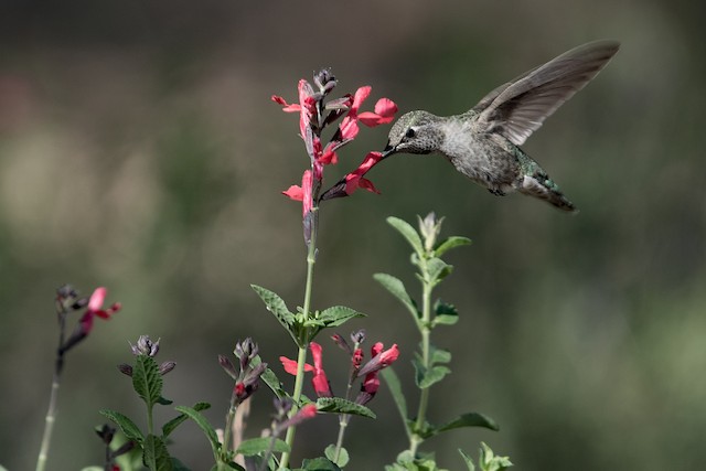 Anna's Hummingbird Rivoli's Hummingbird foraging.