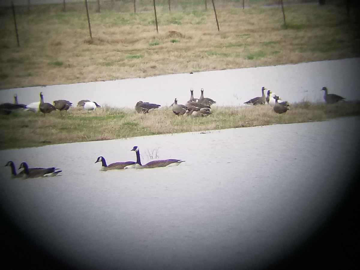 Greater White-fronted Goose - ML87970321